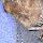 New Forest: Bechstein's bat fitted with radio tag