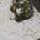 Greywell: radio tracking in the snow!